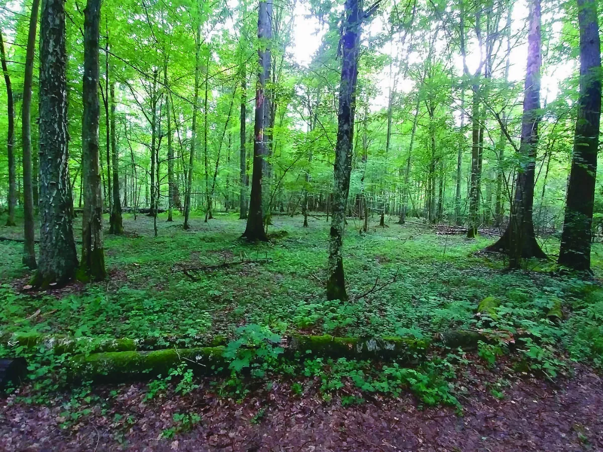 用麥塊遊戲 保護原始林