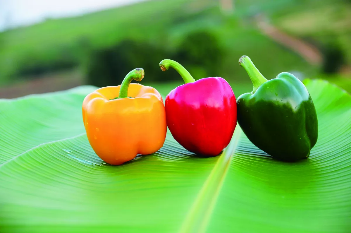 【蔬食優活】天然食物維生素