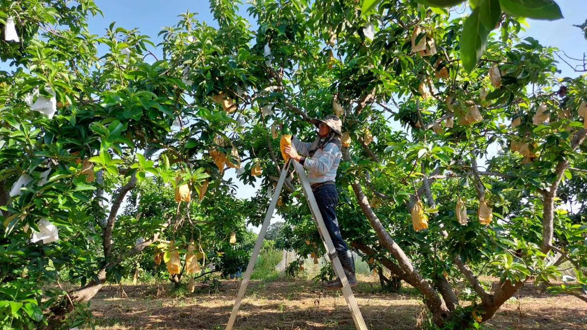 酪梨美味受消費者喜愛 5年來產量倍增
