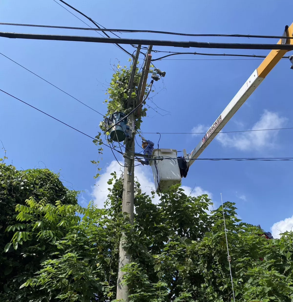 強風吹倒樹木壓到電線 高雄8929戶停電