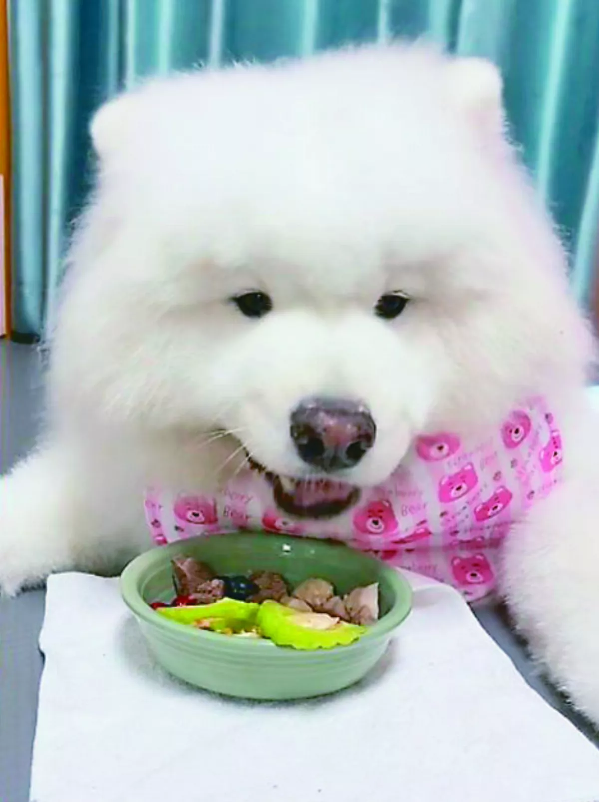 主人特製苦瓜餐 愛犬捧場吃光
