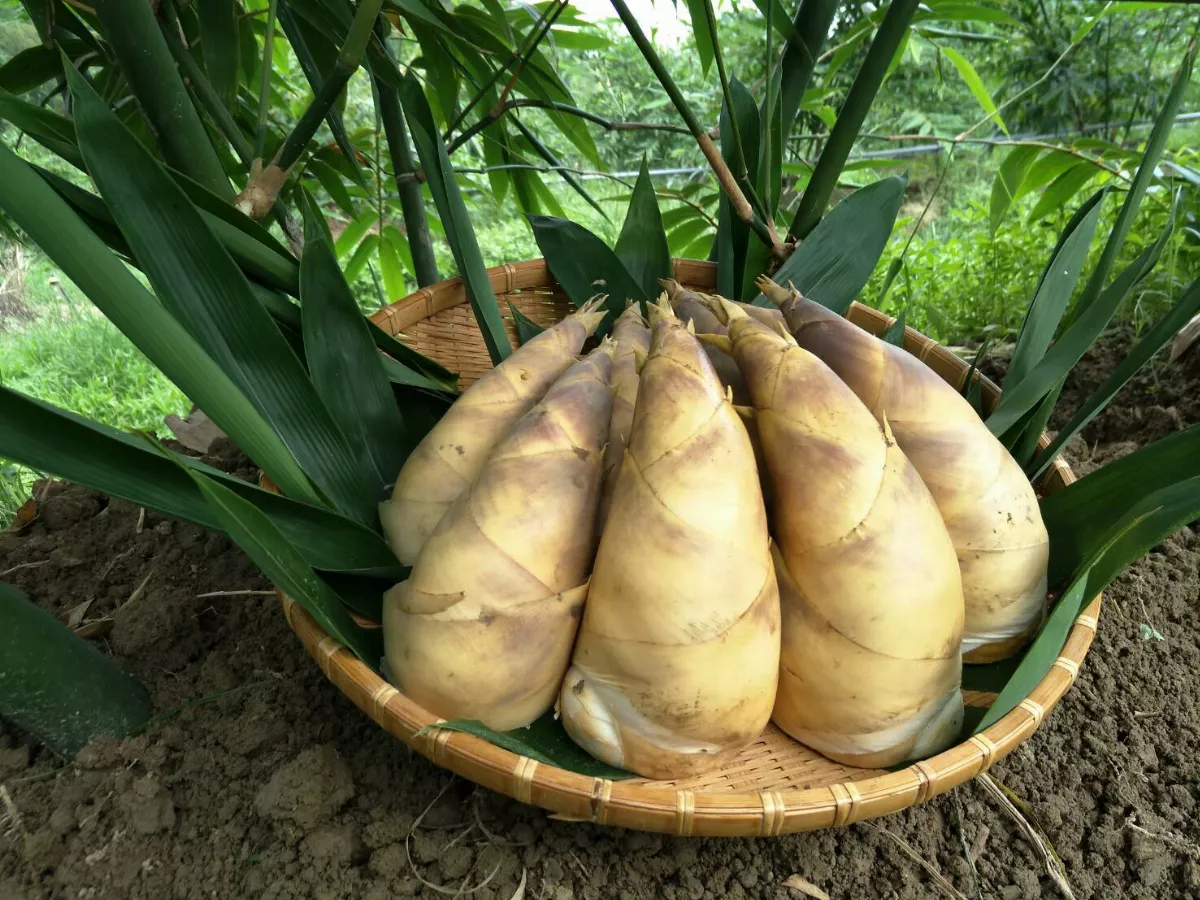 竹筍季節到 益處與禁忌有這些
