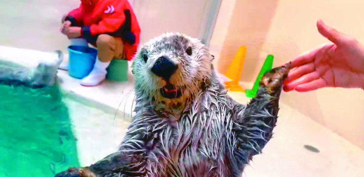 水族館海獺短片 萌樣超療癒