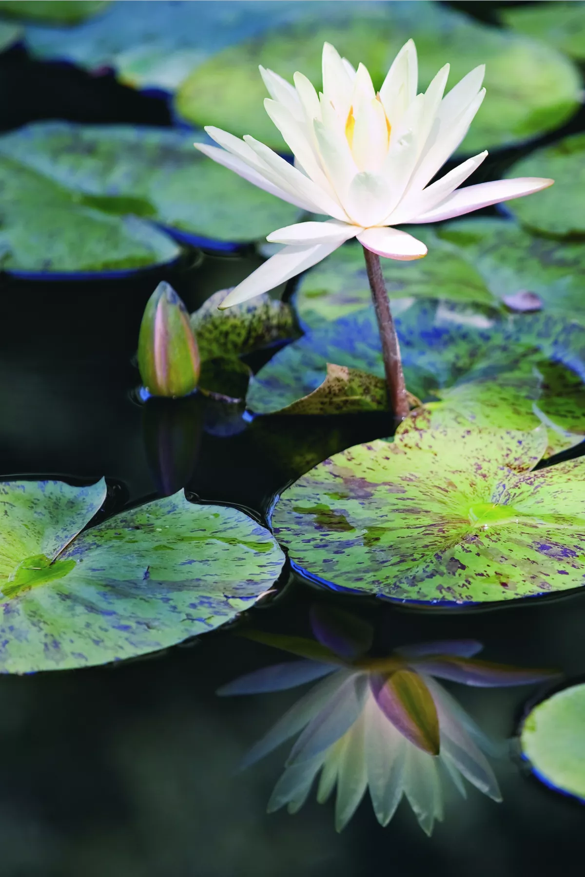 【晨齋語錄】 正信