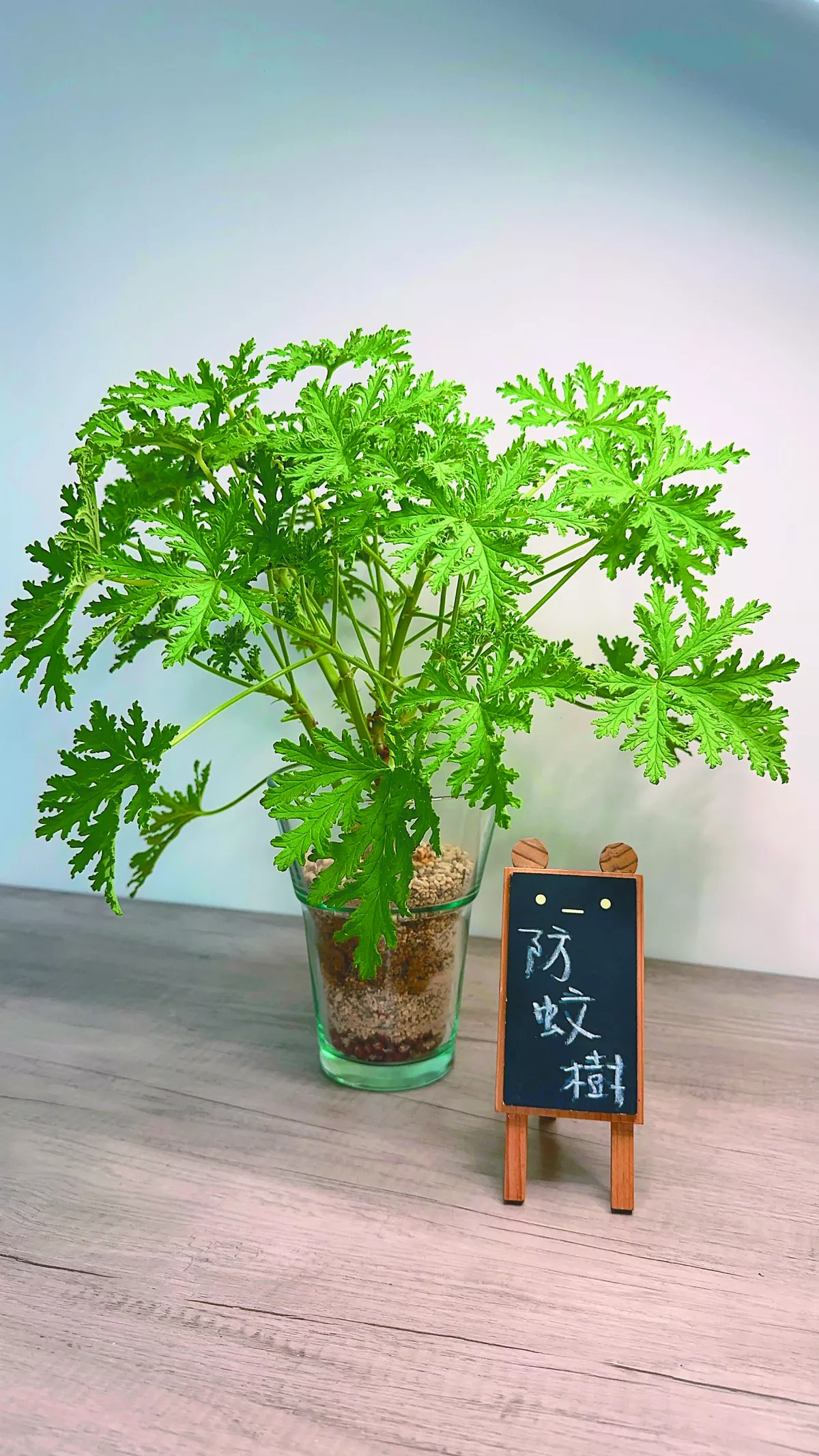 【愛植栽】種樹防蚊行不行？──芳香天竺葵清香恬靜