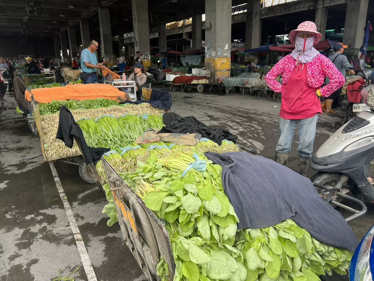 大陸妹、地瓜葉產地價翻倍 菜價估半個月回穩