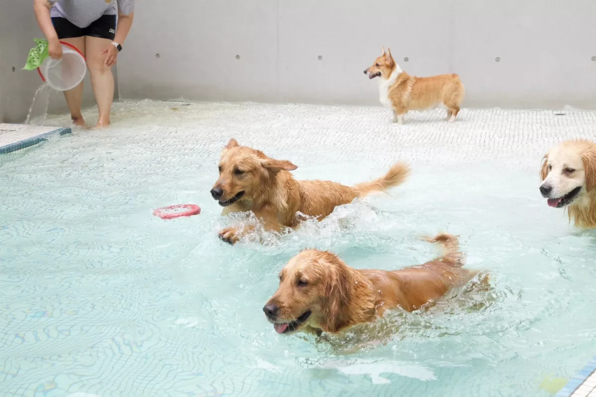 高雄毛孩嗷運會　下達「狗泳士」召集令