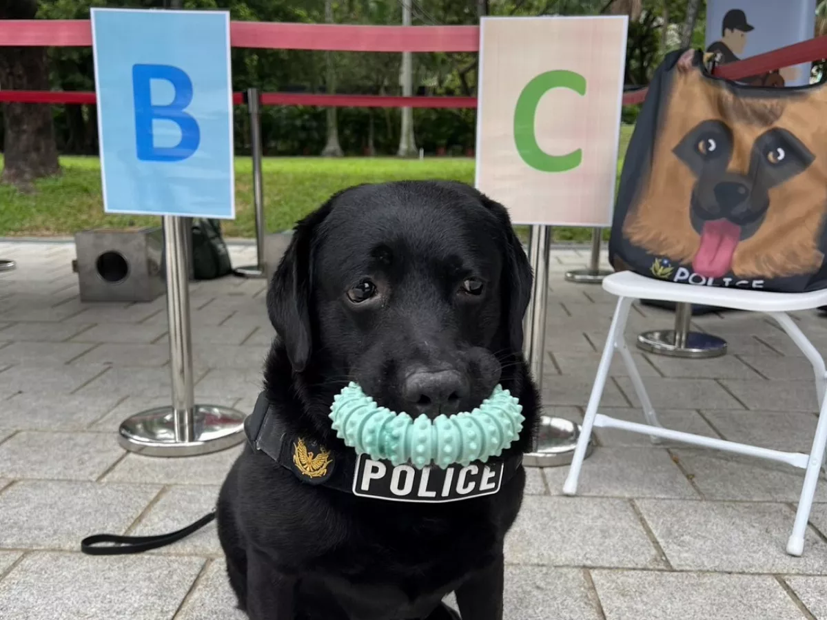 新北拉不拉多犬警犬退役   開放愛汪人申請領養