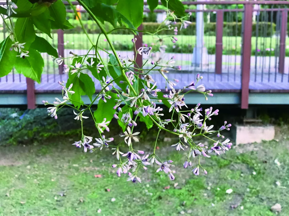 【分享時刻】 苦楝花