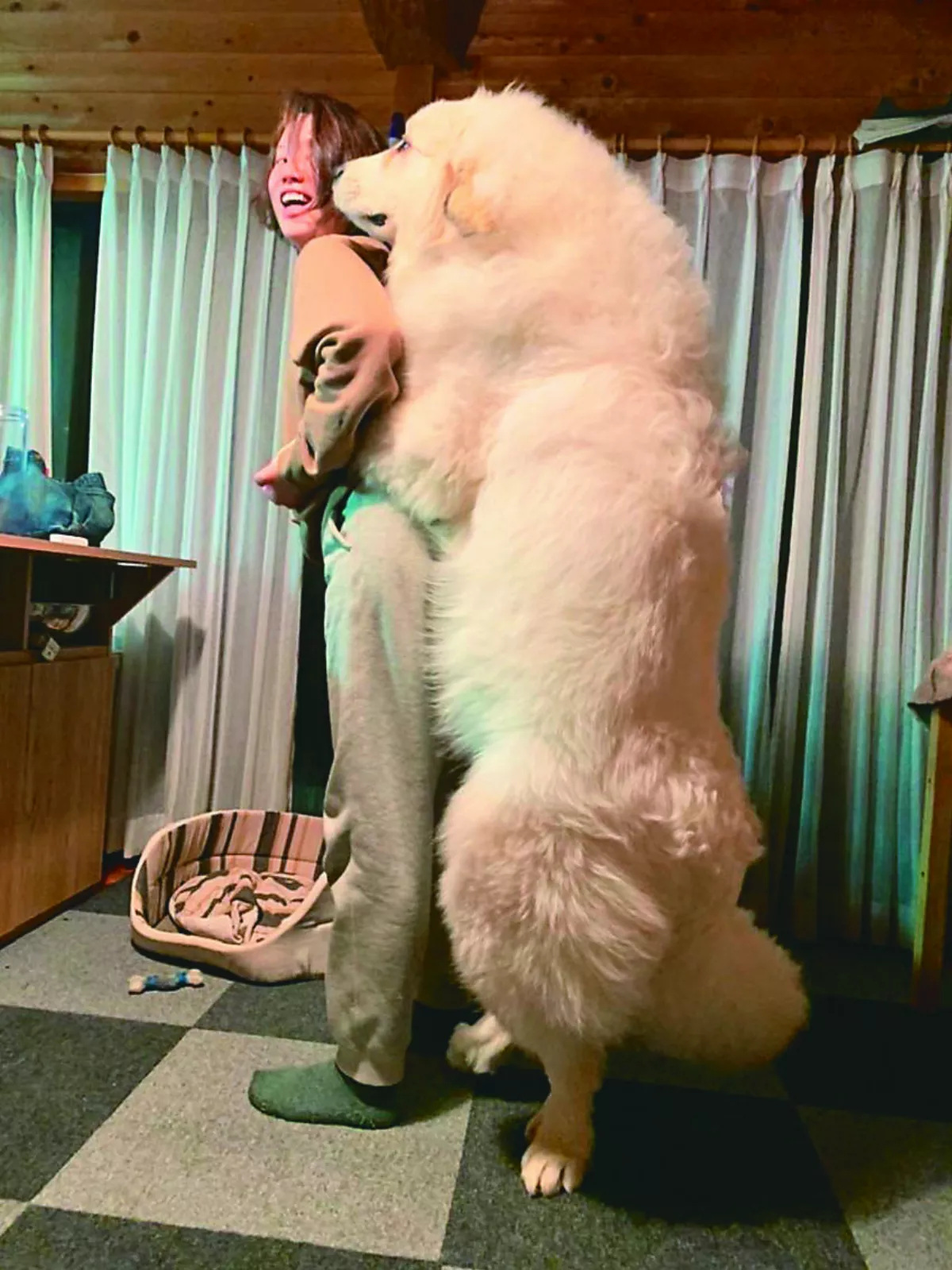 9個月幼犬  站起來和成人一樣高