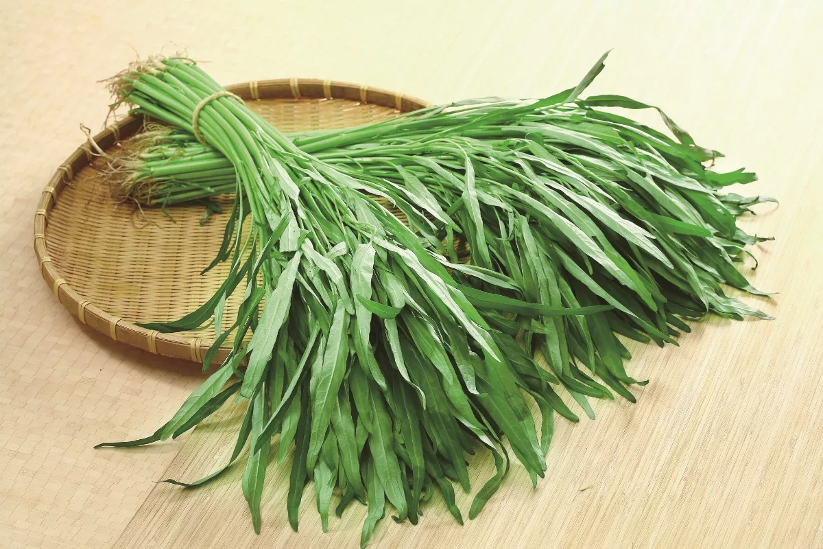 颱風災後蔬菜搶收 便宜菜得再等1個月