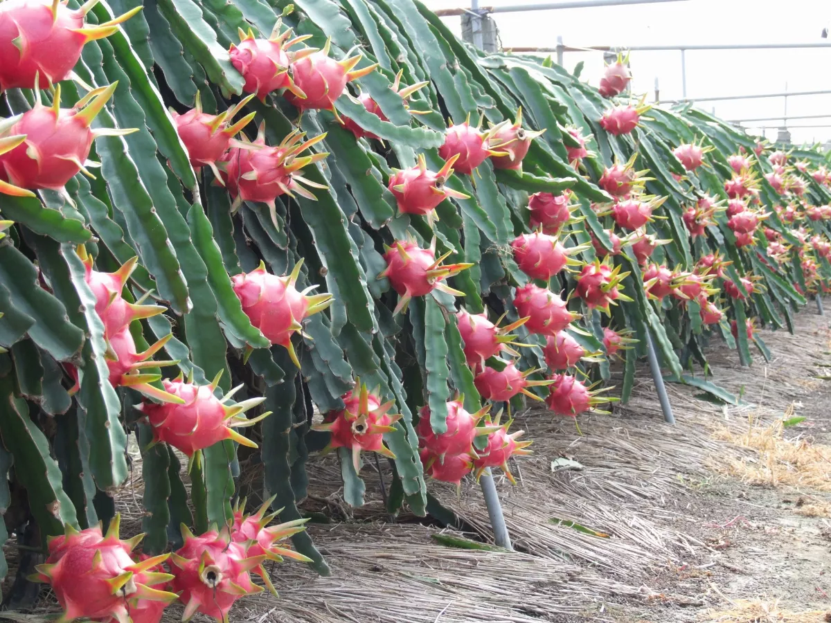 菜價創8年新高 紅龍果、牛番茄翻漲