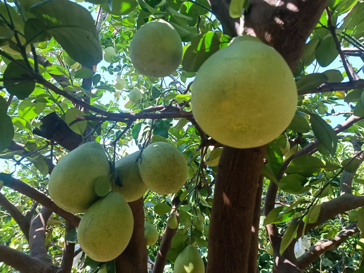 麻豆文旦將採收 今年成本漲又減產價格恐漲1成