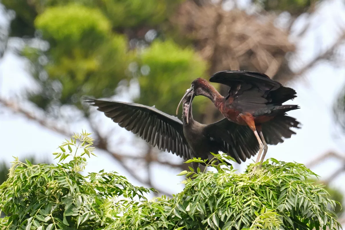 超稀有迷鳥「彩䴉」 鳥友直擊首見在台育雛