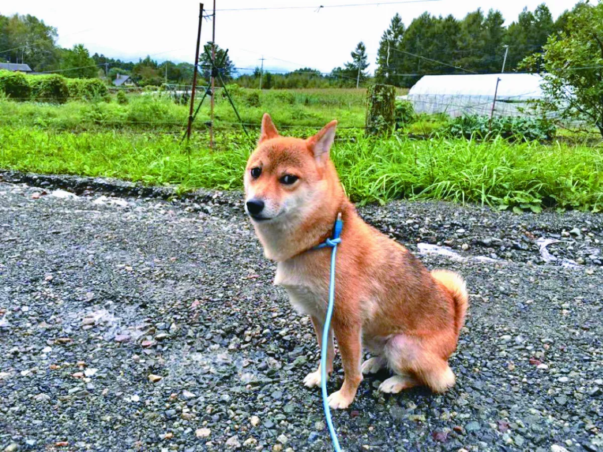 用網路線遛狗 愛犬一臉疑惑
