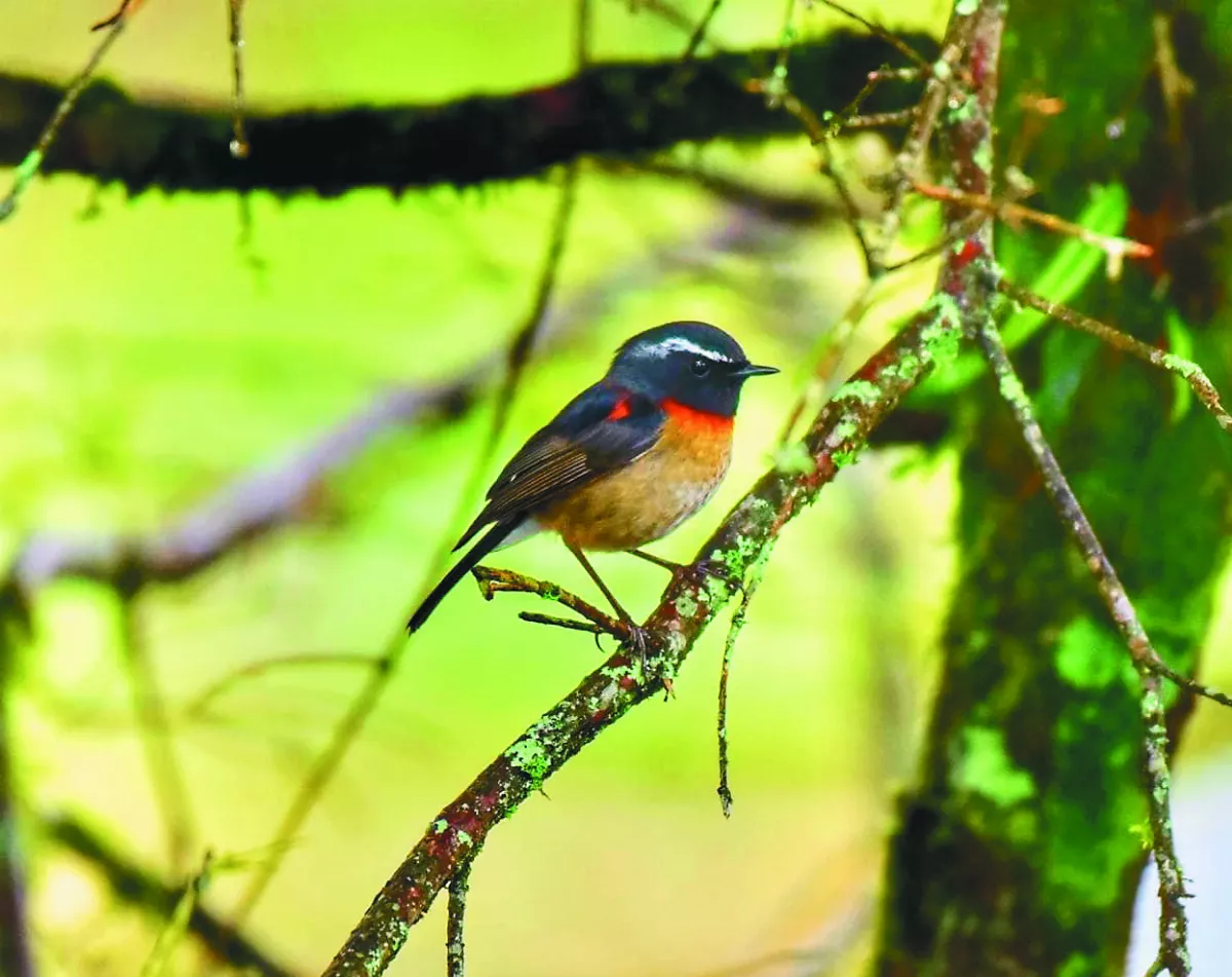 【海闊天空】 大雪山 避暑兼賞鳥