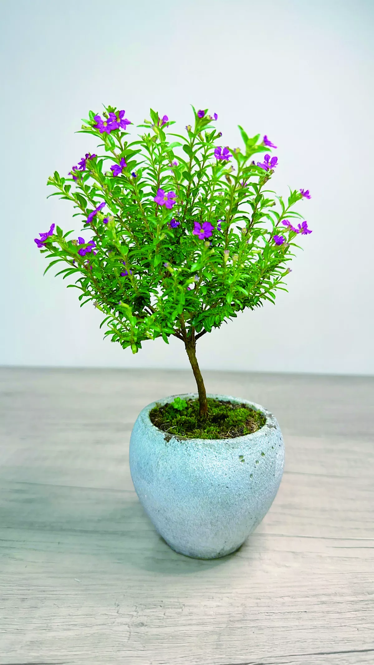 【愛植栽】陽光灌木 細葉雪茄花盆栽