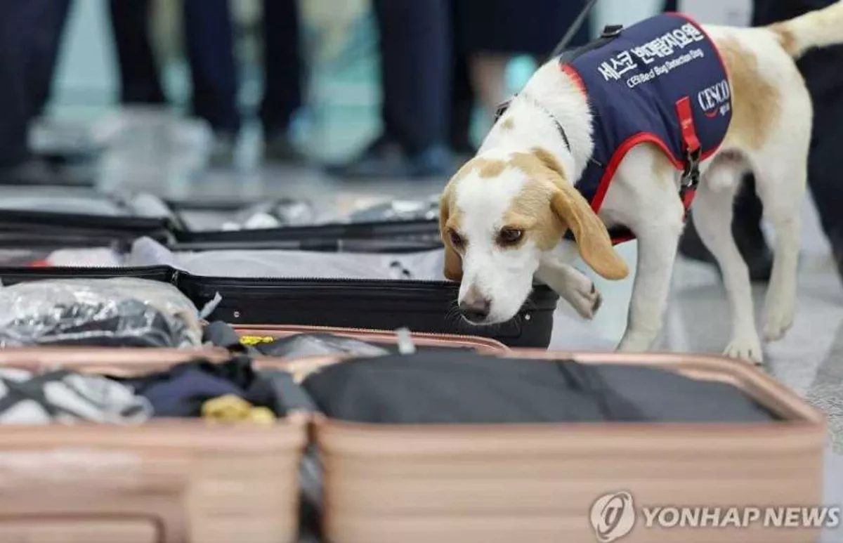臭蟲檢疫犬進駐仁川機場 防床蝨隨旅客入境南韓