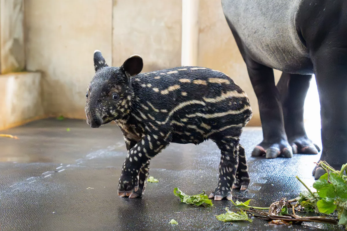 北市動物園馬來貘寶寶命名「莉姆路」 盼無憂健康成長