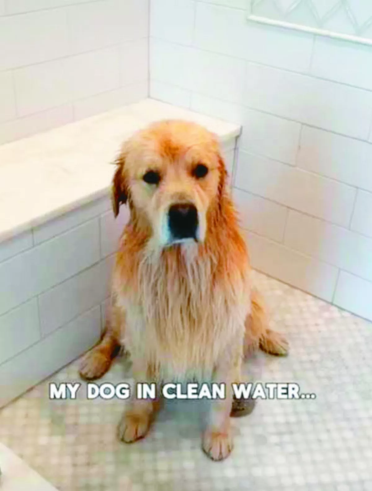 狗狗洗澡好哀怨  跳海卻很嗨