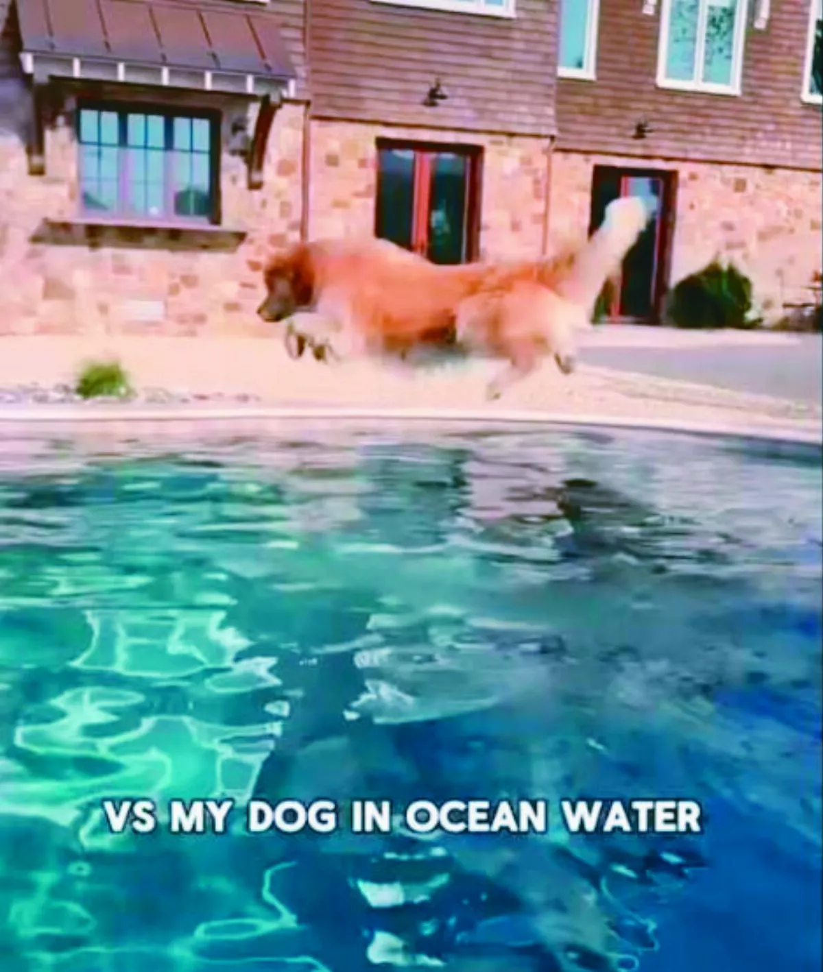 狗狗洗澡好哀怨  跳海卻很嗨