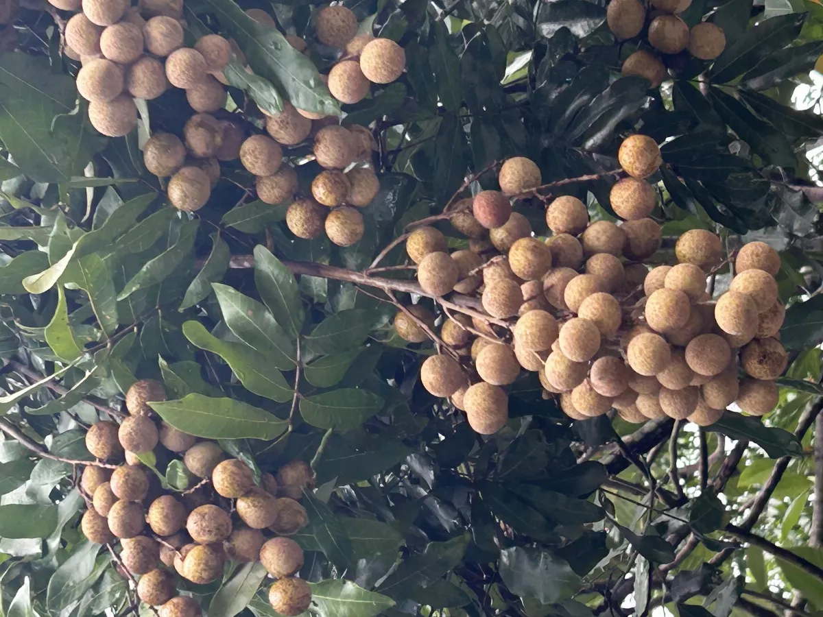 龍眼適應性強且耐旱 台灣最重要蜜源植物