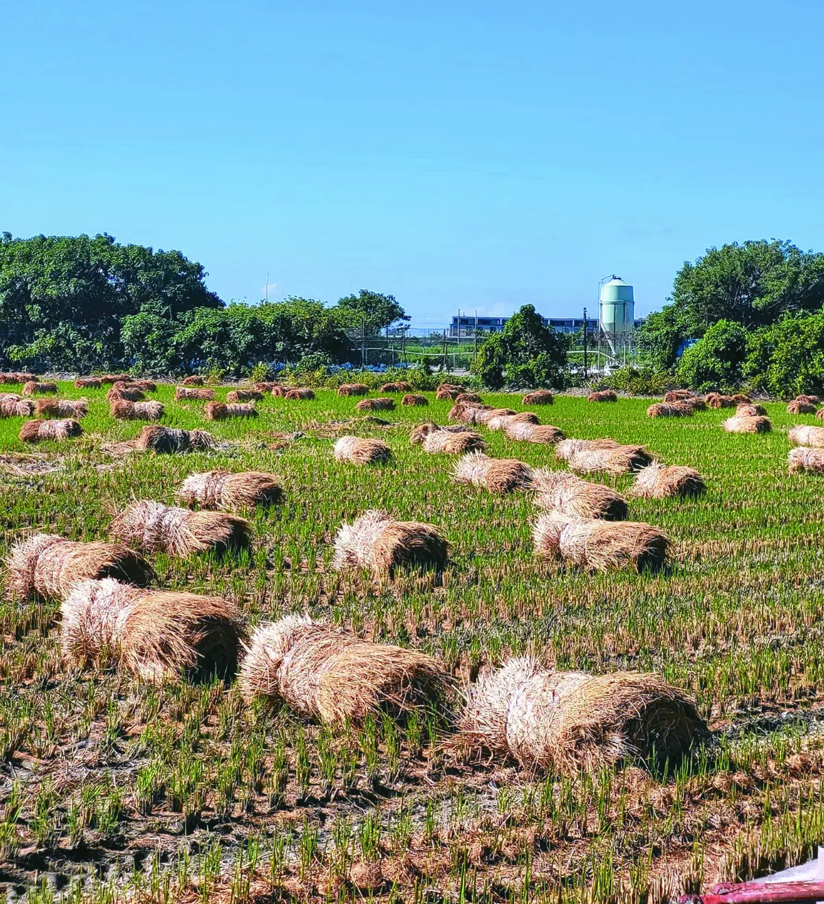 【生活快門】田裡的水豚君