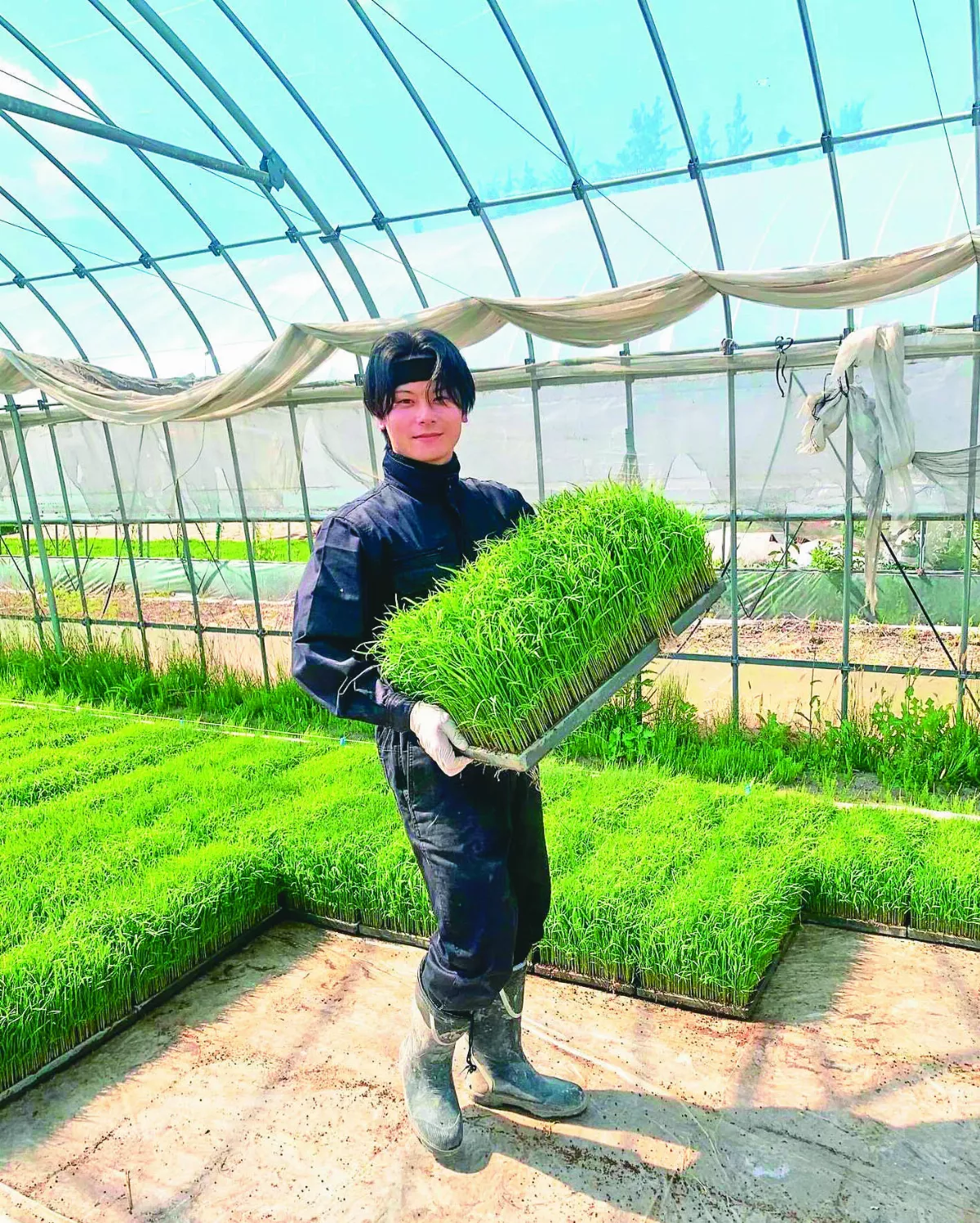 憂爺爺種稻功夫失傳 孫棄高薪返鄉務農