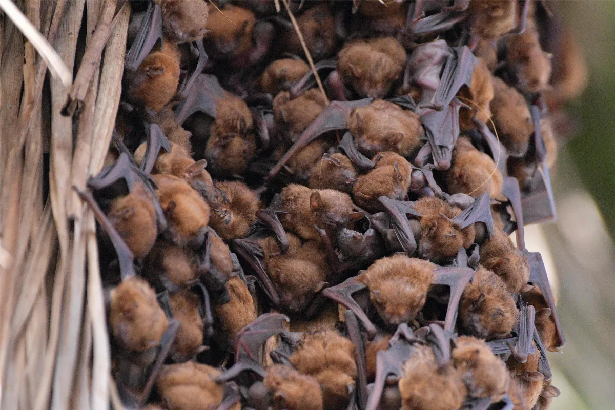 高頭蝠夜未眠 認識溼地生態之美