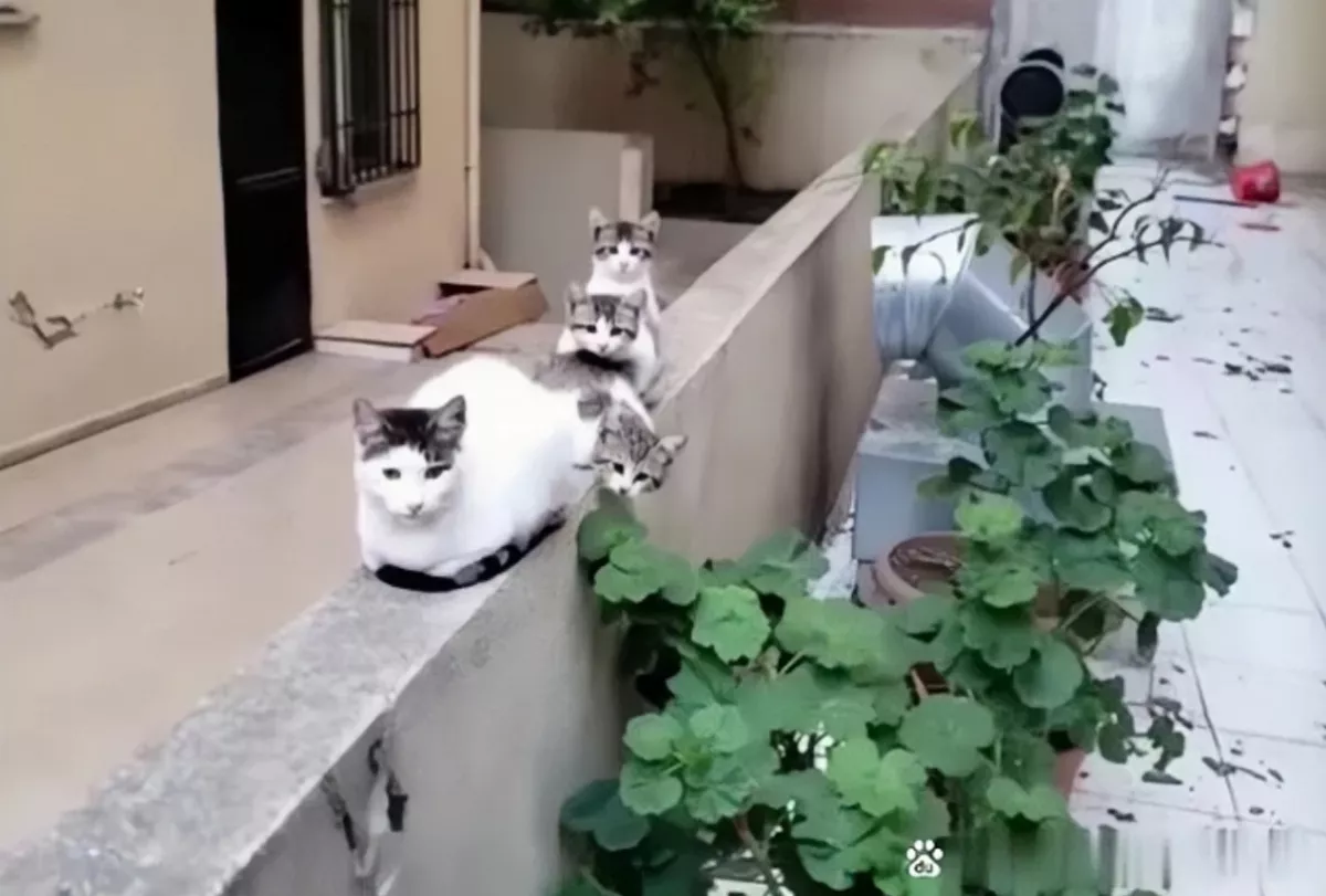 餵食瘦弱浪貓！隔天牠帶全家蹲圍牆等開飯