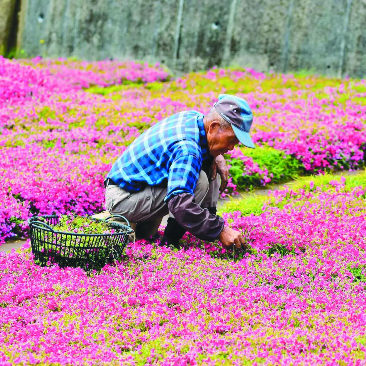 鼓舞盲妻 他種50公畝芝櫻