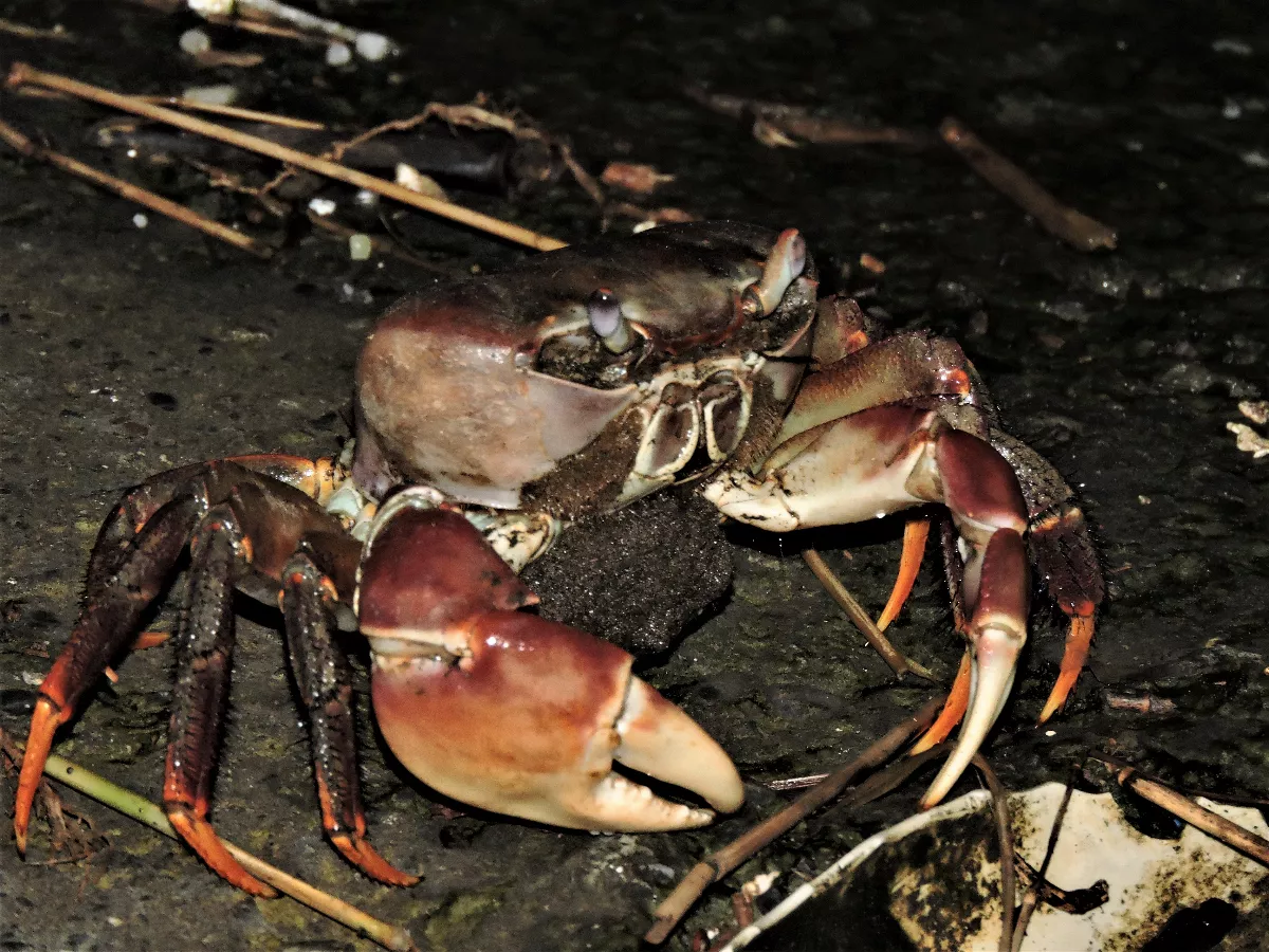 行經援中港溼地 請守護陸蟹媽媽的道路安全
