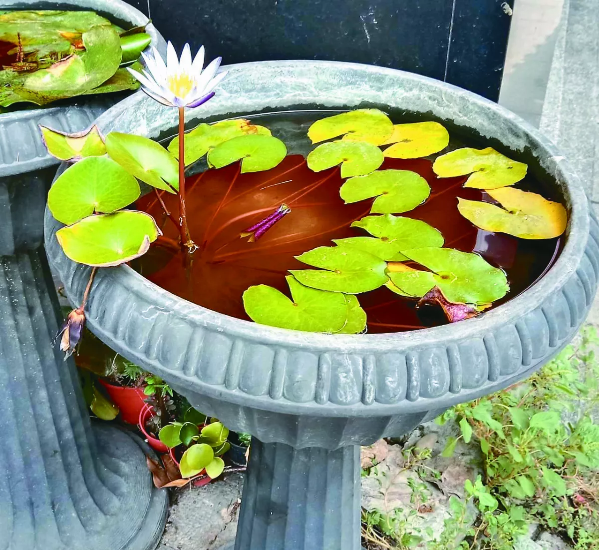 【生活快門】轉角，遇到蓮