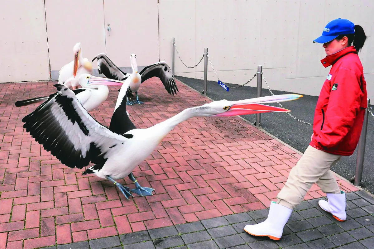 海洋世界鵜鶘 與女飼育員對決