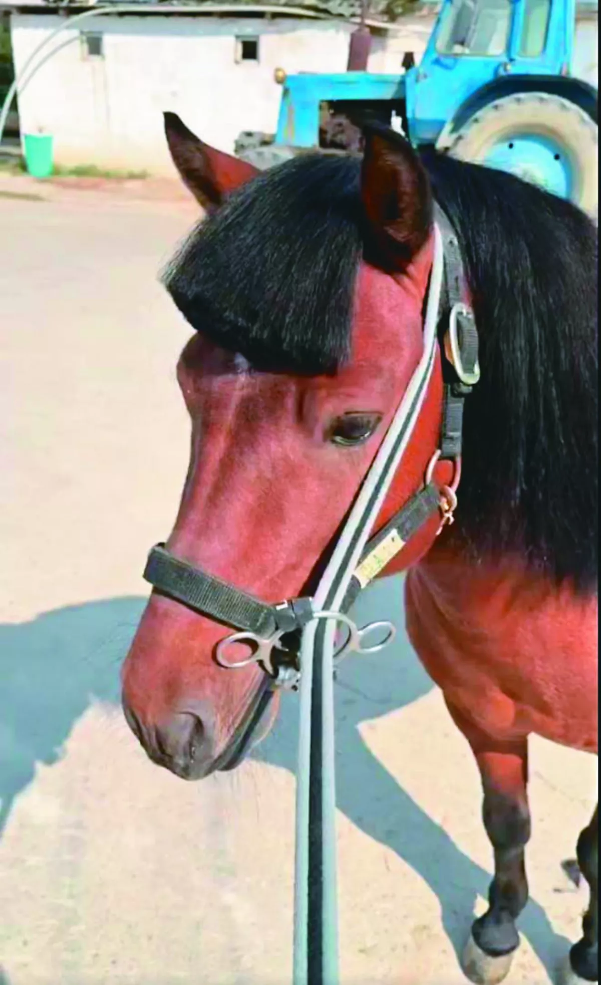 駿馬鬃毛  被飼主剪成西瓜皮