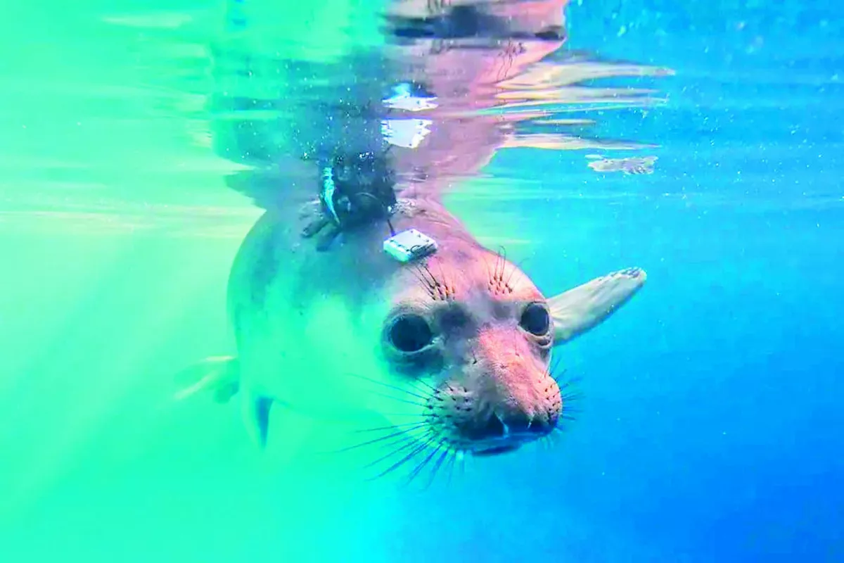 海豹部隊  抗暖新尖兵