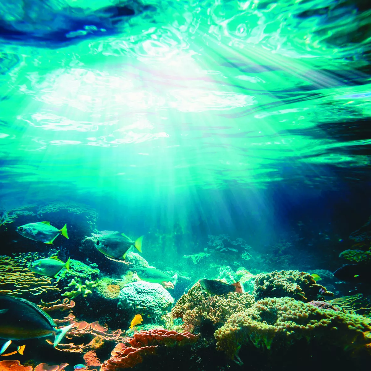 海豹部隊  抗暖新尖兵