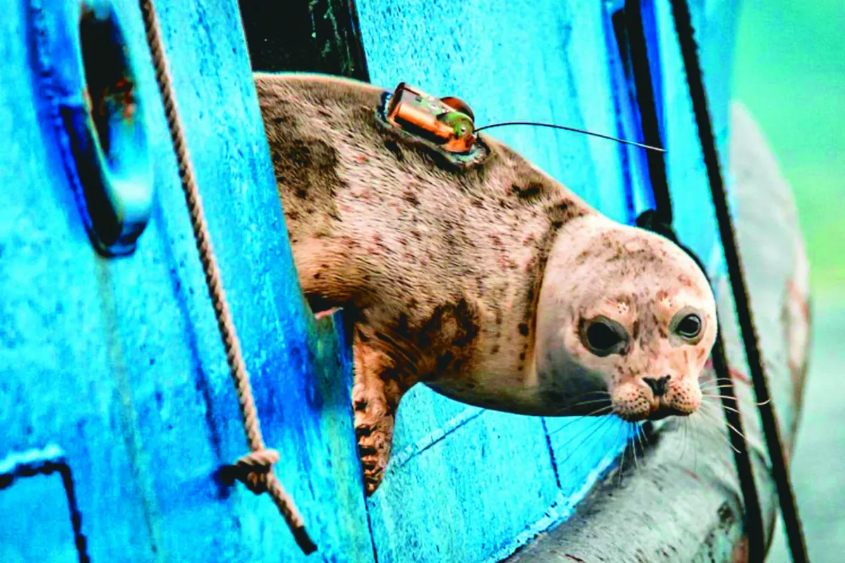 海豹部隊  抗暖新尖兵