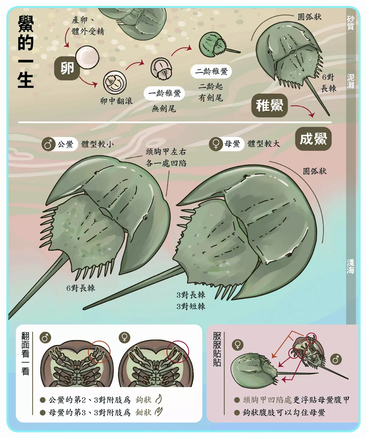 【玉子手札】濃情相扣 盔甲鴛鴦 三棘鱟