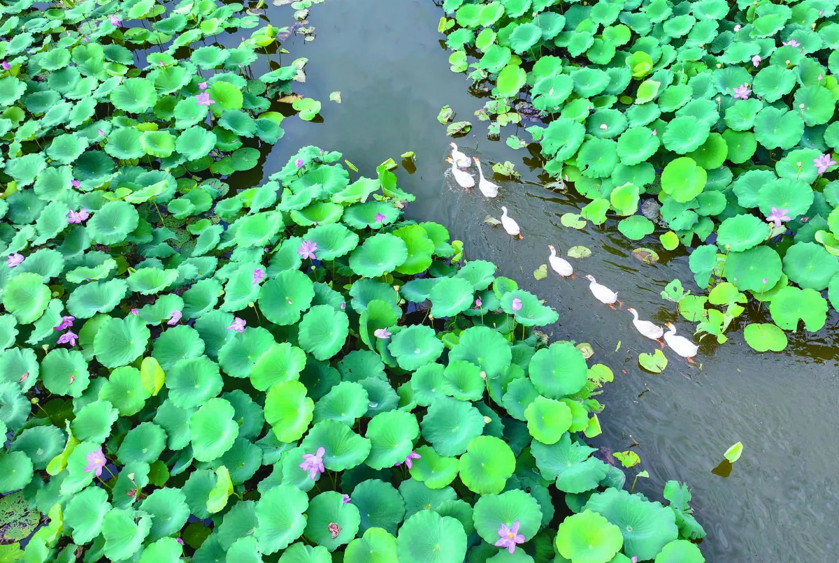 群鵝優游荷花池