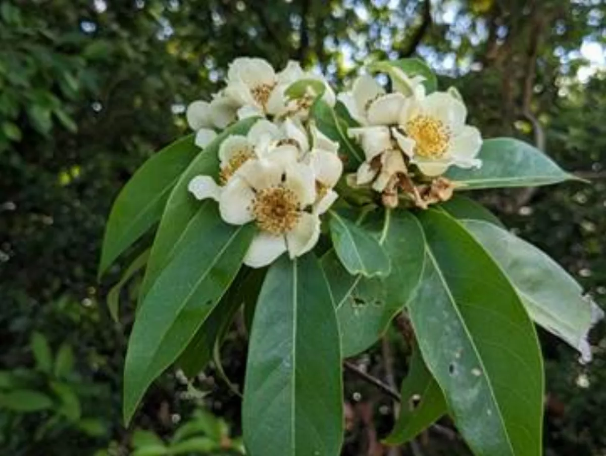 搶救生物多樣性   林試所攜手墾管處展開生態復育行動