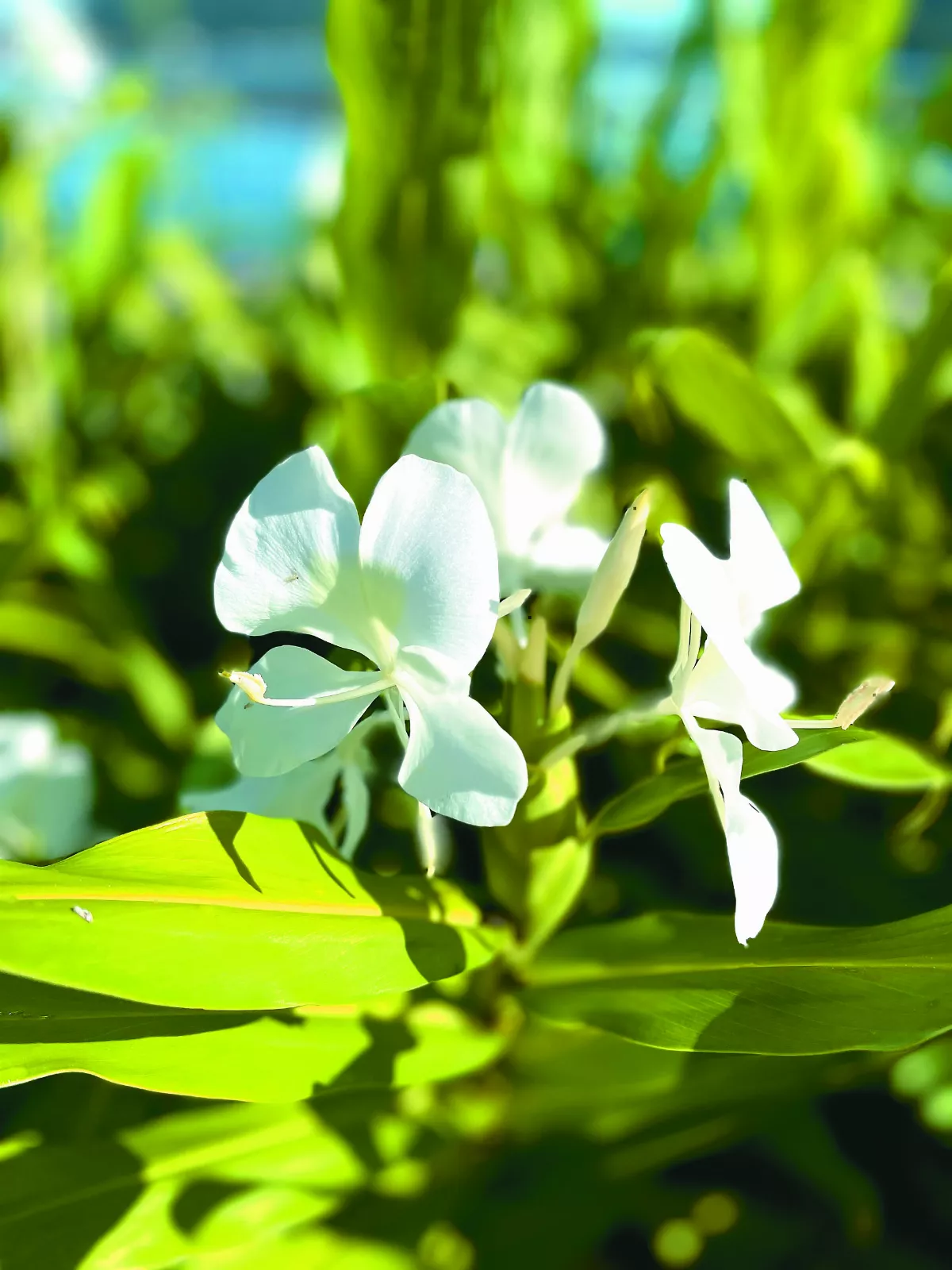 跟著植物去旅行
