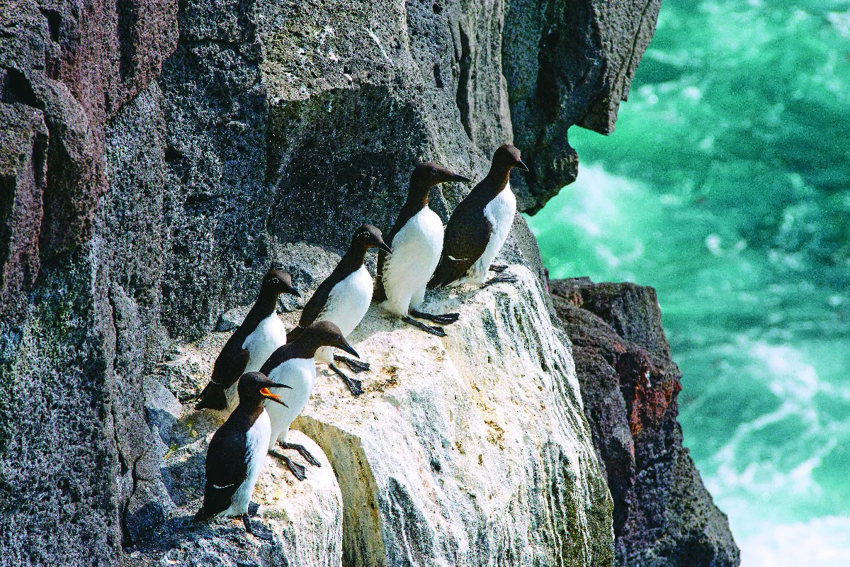 療癒人心的動物島