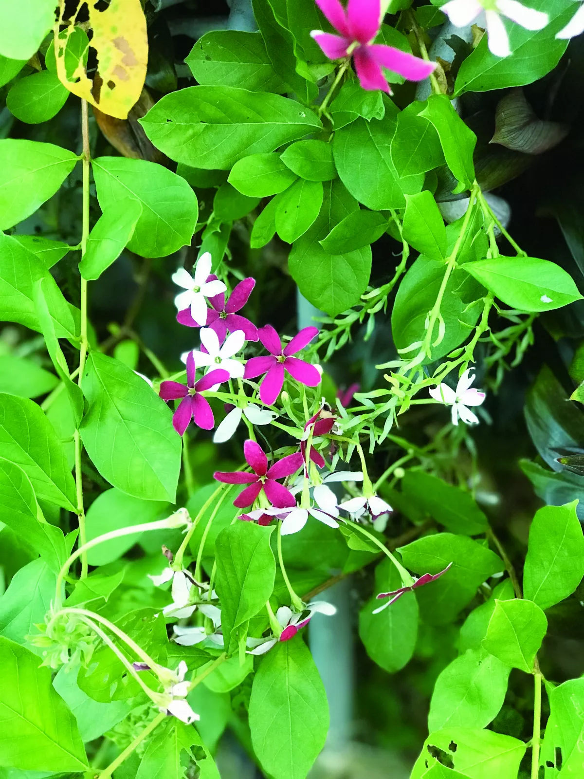 【十步芳草】既見君子何不樂