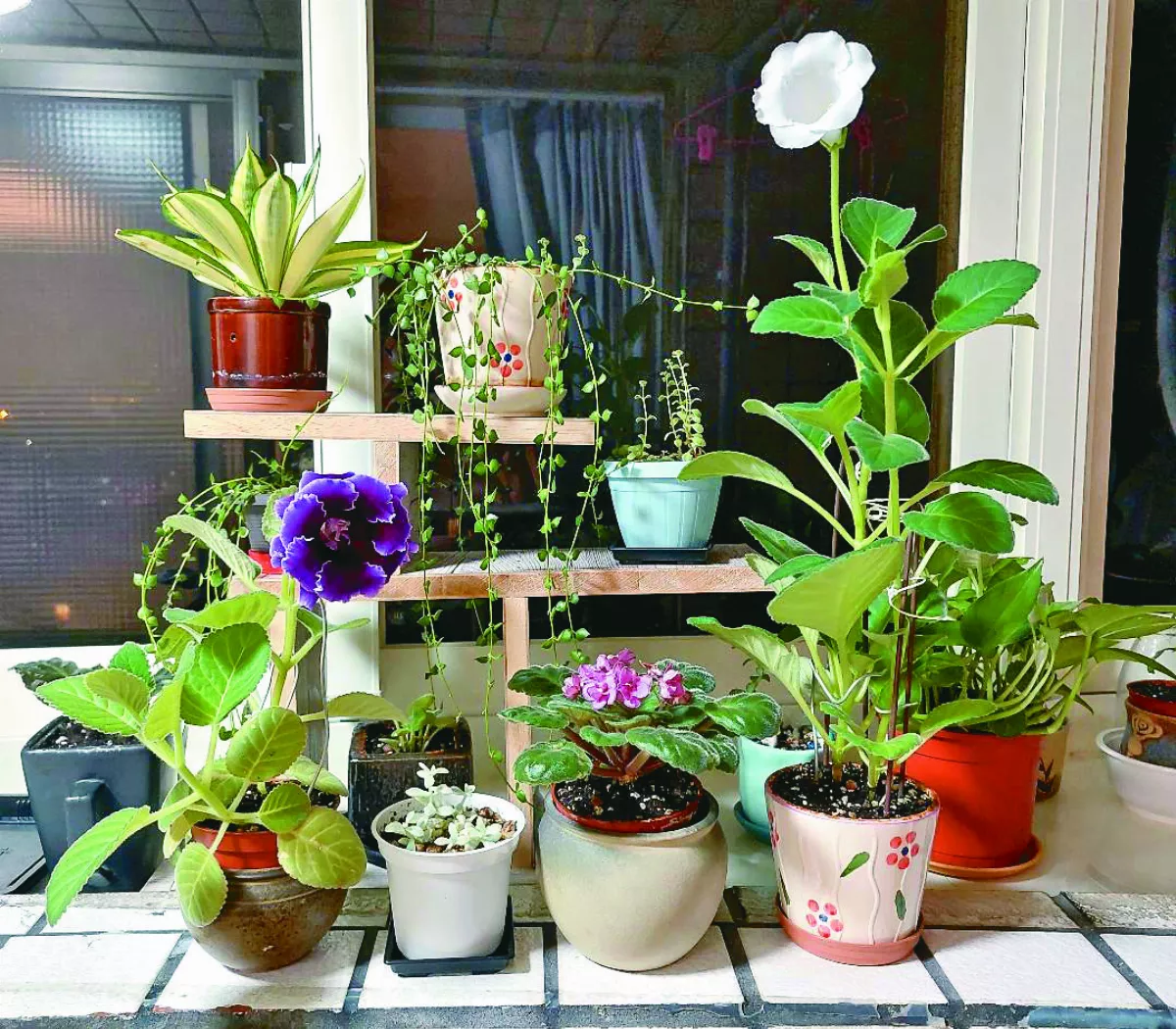 【生活快門】賞心悅目