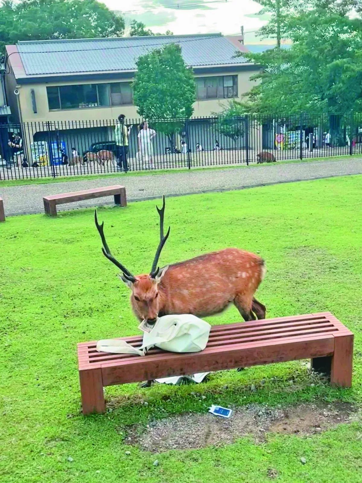 奈良鹿翻遊客包包 鈔票吞下肚