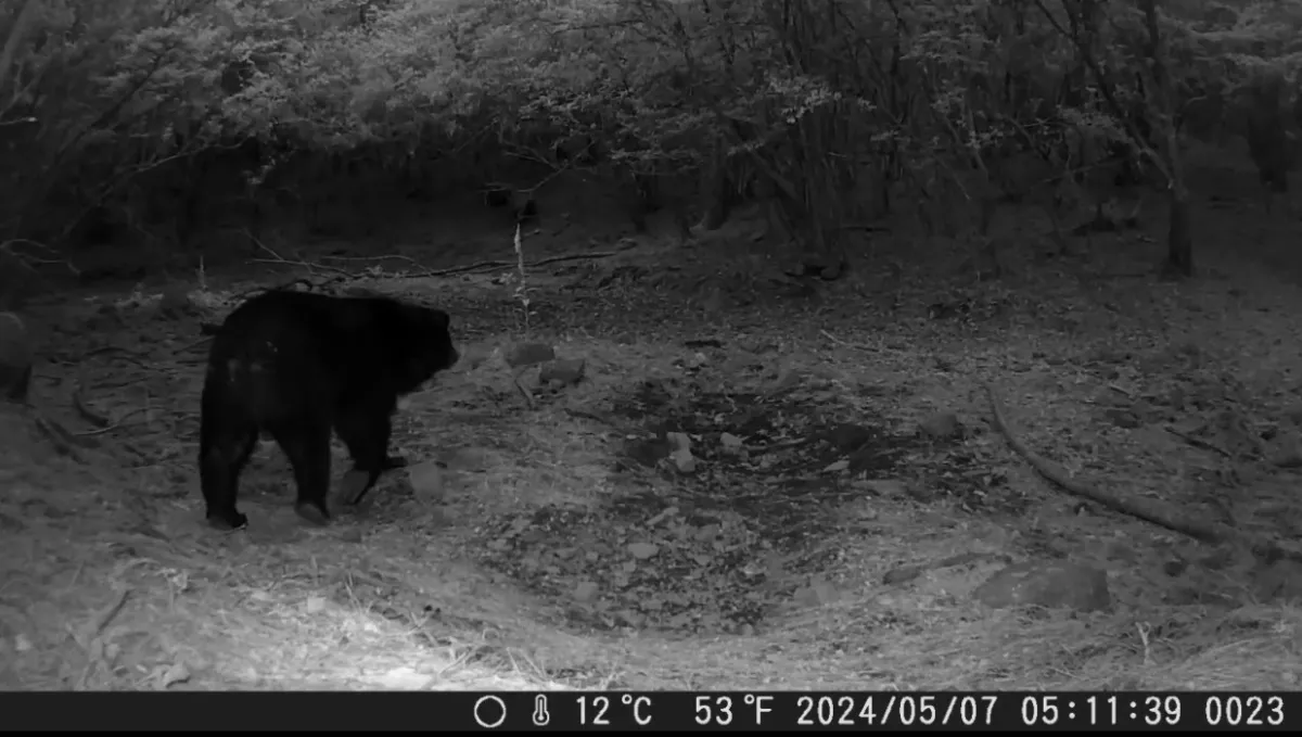 阿里山獵人巡守 三連拍台灣黑熊