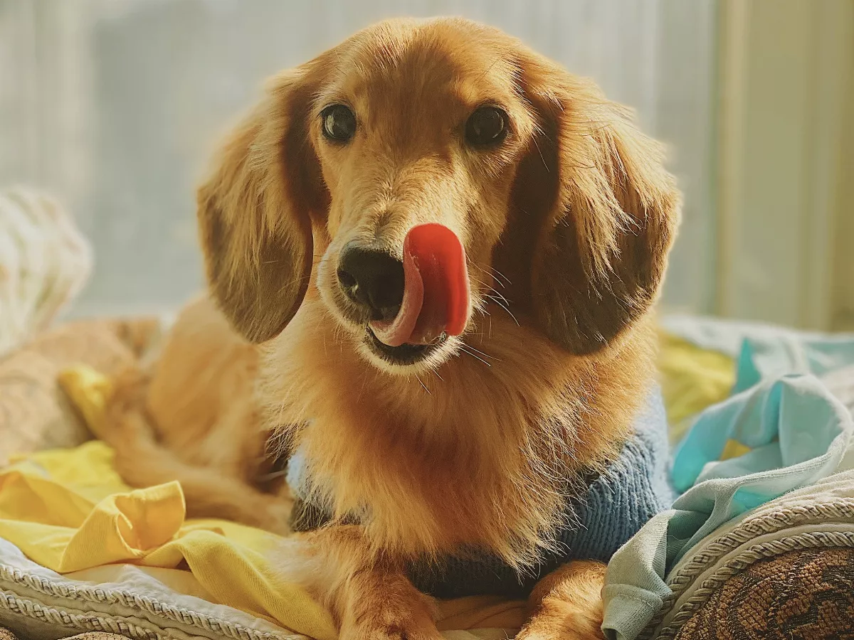 寵物病討論度前3名 腎臟病、癌症、心臟病