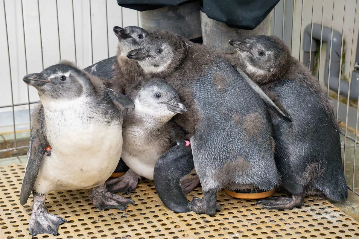 台北動物園好消息  黑腳企鵝人工孵化成功