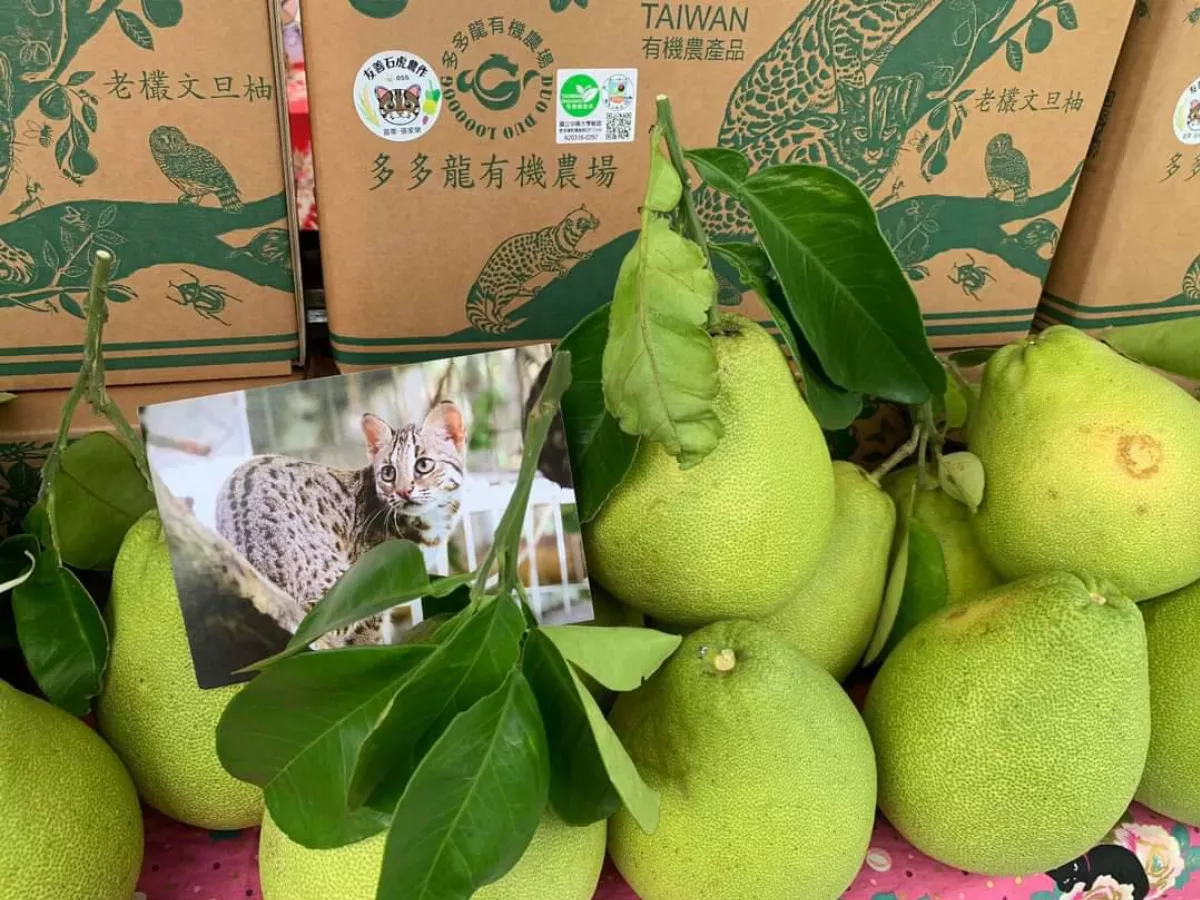 西湖文旦柚獲有機認證 明首度外銷新加坡
